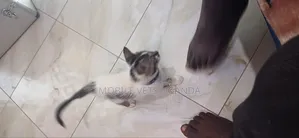 0-1 month Female Purebred Javanese