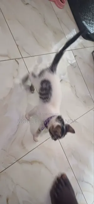 1-3 months Female Purebred Somali