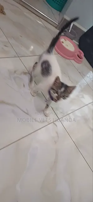 3-6 months Male Purebred Manx