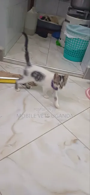 1-3 months Female Purebred Turkish Van