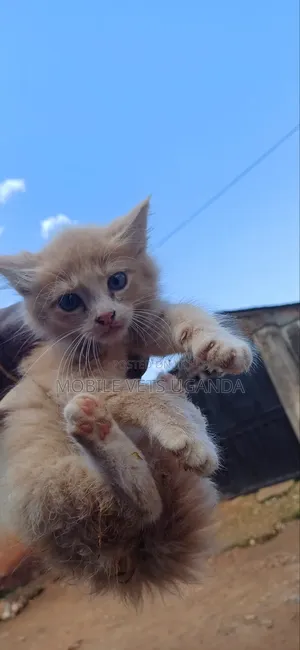 0-1 month Male Purebred British Shorthair