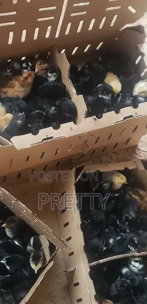 Local Chicks, 51pieces At