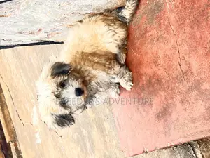 1-3 months Male Purebred Maltese