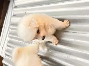 1-3 months Male Purebred Japanese Spitz