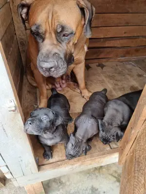1-3 months Male Purebred Boerboel