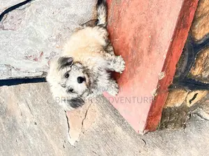 1-3 months Male Purebred Maltese