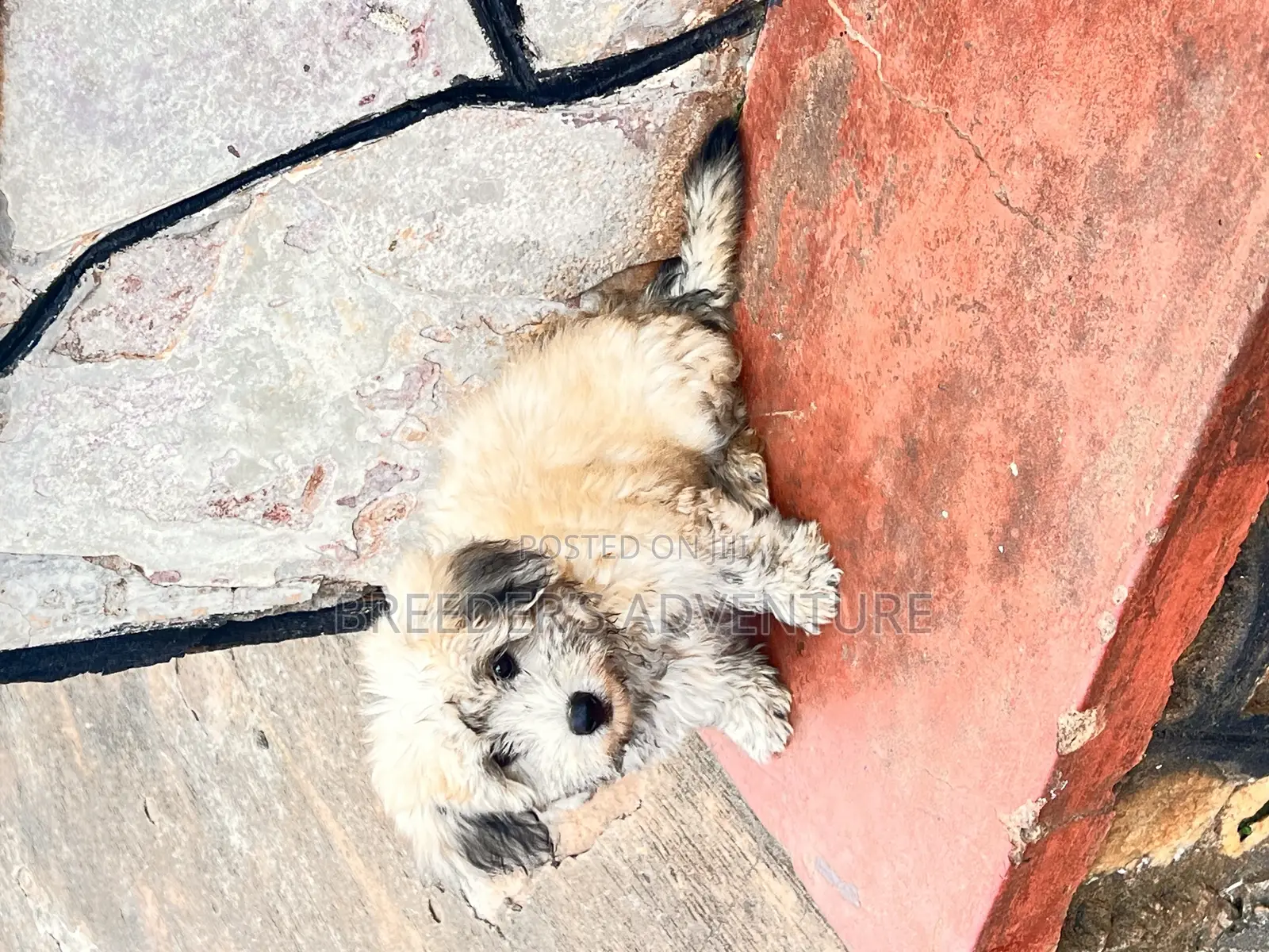 1-3 months Male Purebred Maltese