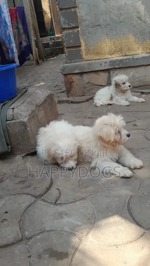 1-3 months Female Purebred Maltese