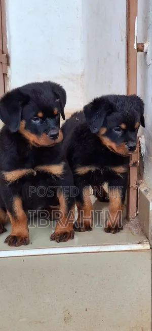 1-3 months Male Purebred Rottweiler