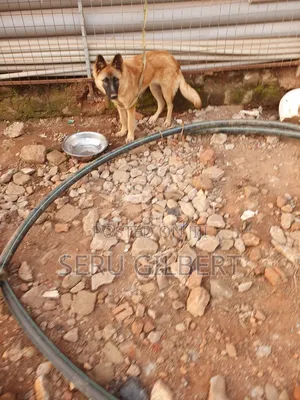 3-6 months Female Purebred German Shepherd