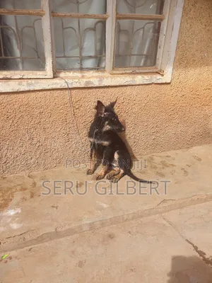 1-3 months Male Purebred German Shepherd