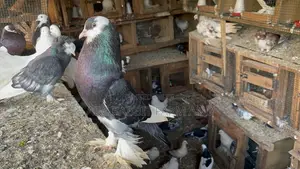 Reverse Wing Pouter Male