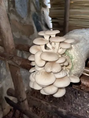 Oyster Mushrooms