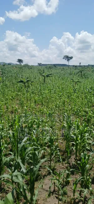 Kyakwanzi 500 Acre at 12m Each