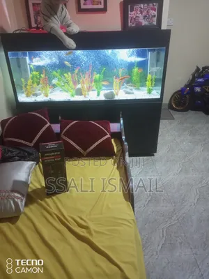 The Black Neat Aquarium