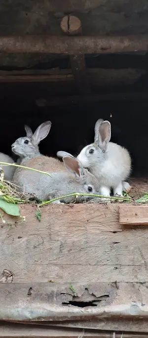 Best Quality Rabbits in Munyonyo at Affordable Prices