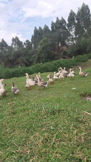 African Goose