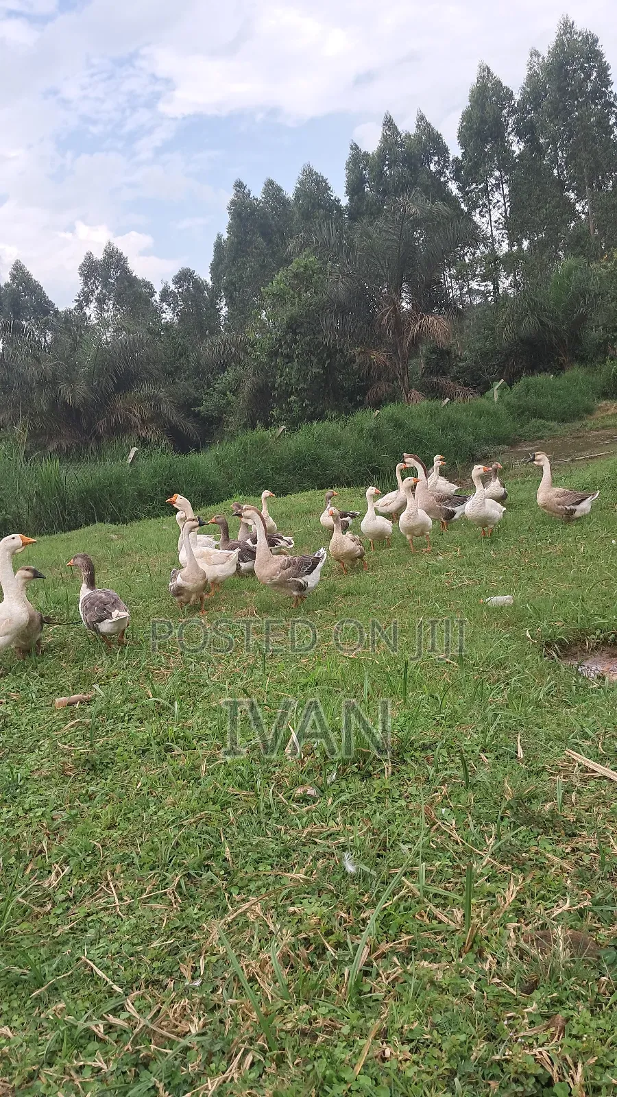 African Goose