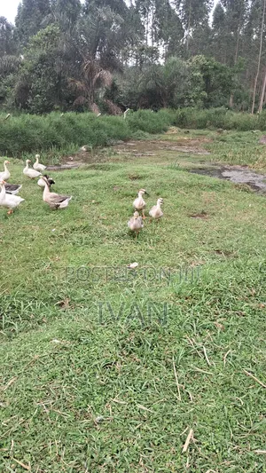 African Goose
