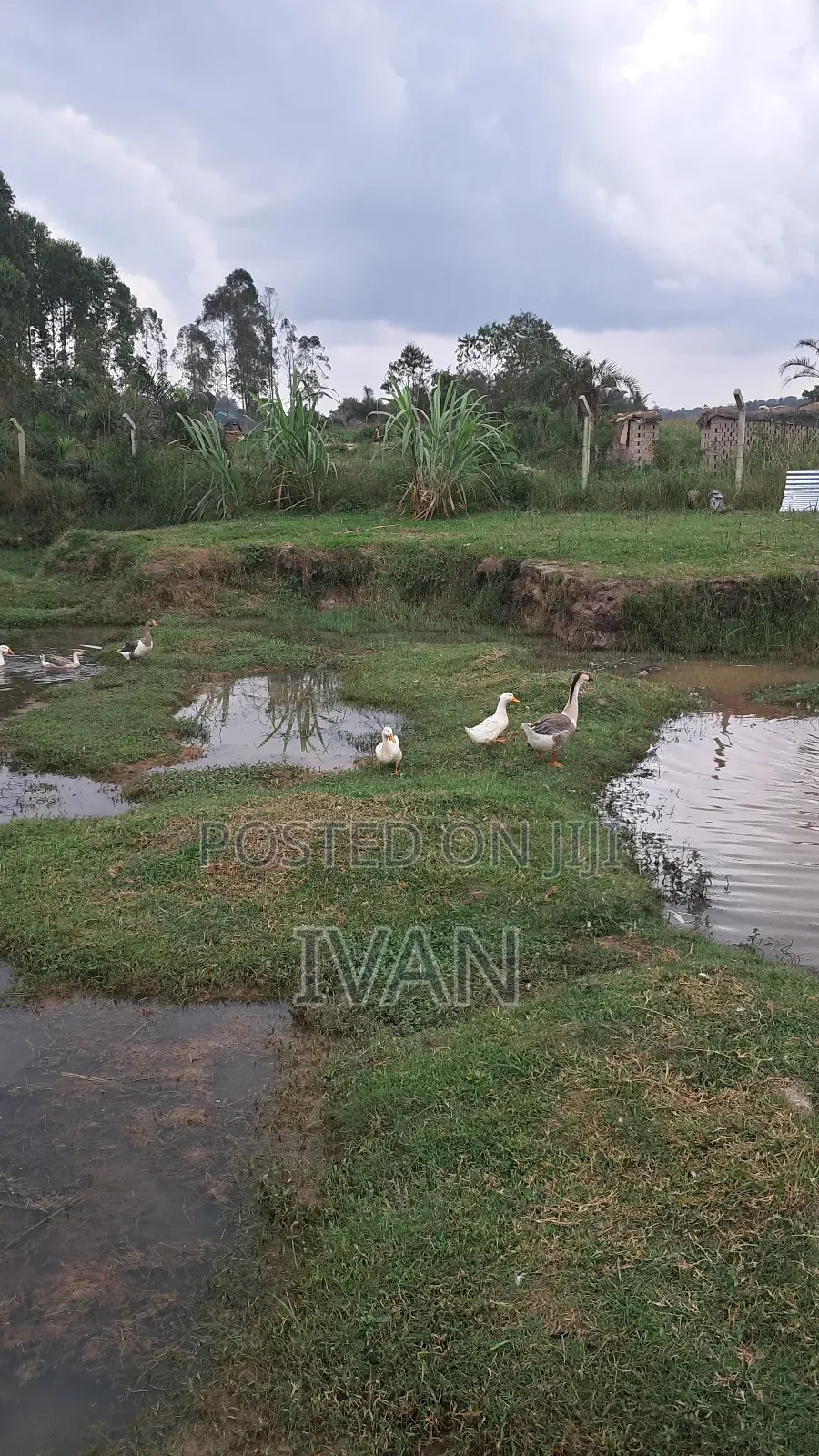 African Goose