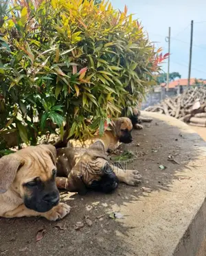 1-3 months Female Purebred Boerboel