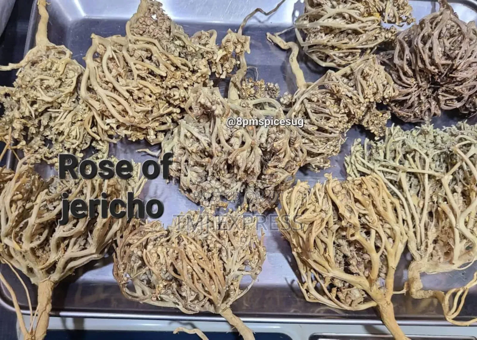 Rose of Jericho Per Kg