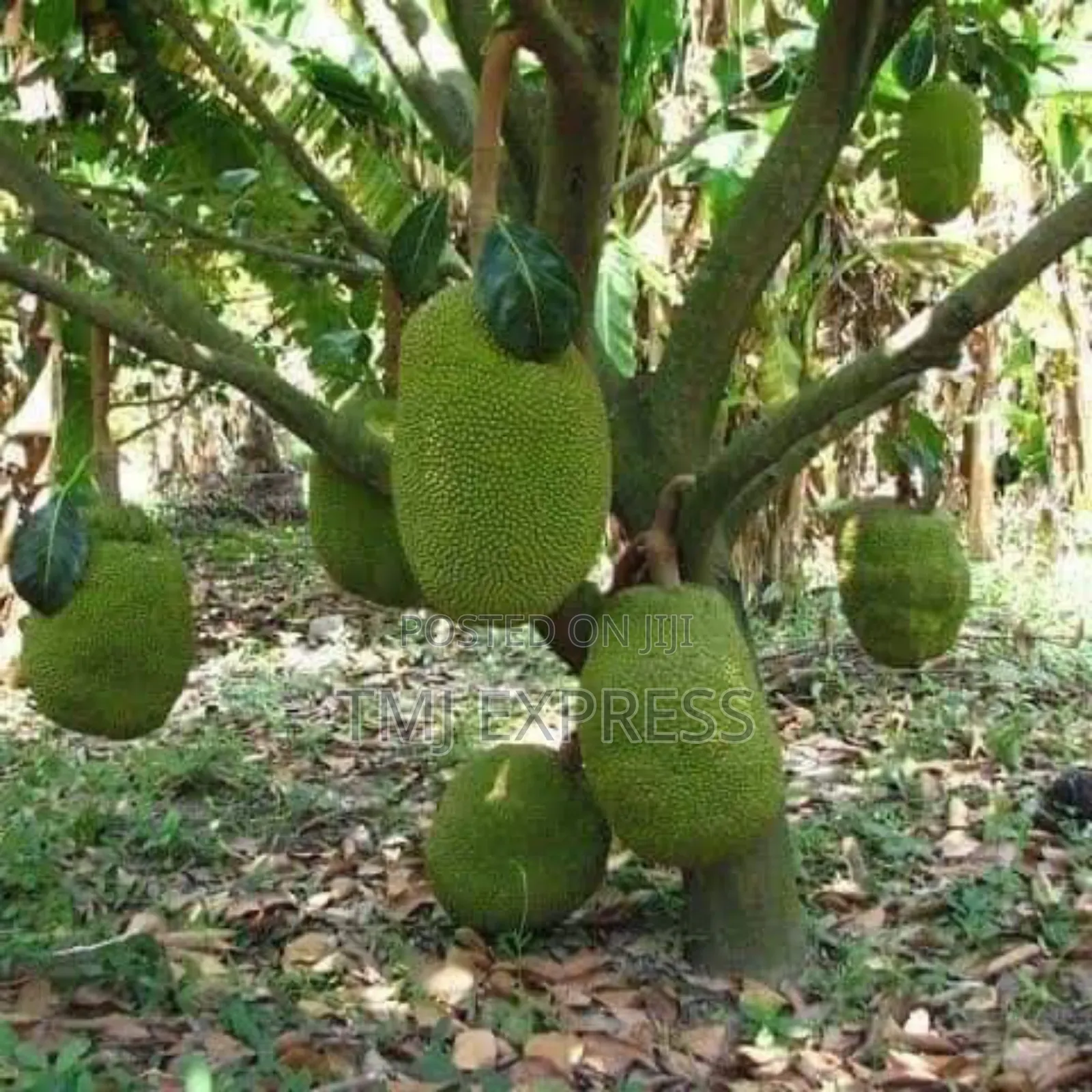 Dwarf Jackfruit Seedlings(Orange/Red Jackfruit)