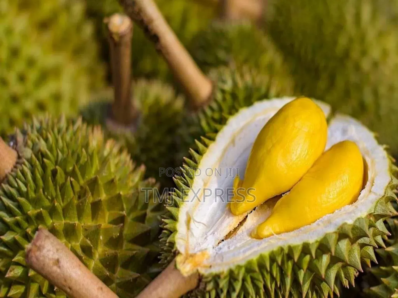 Durian Fruit Seedlings