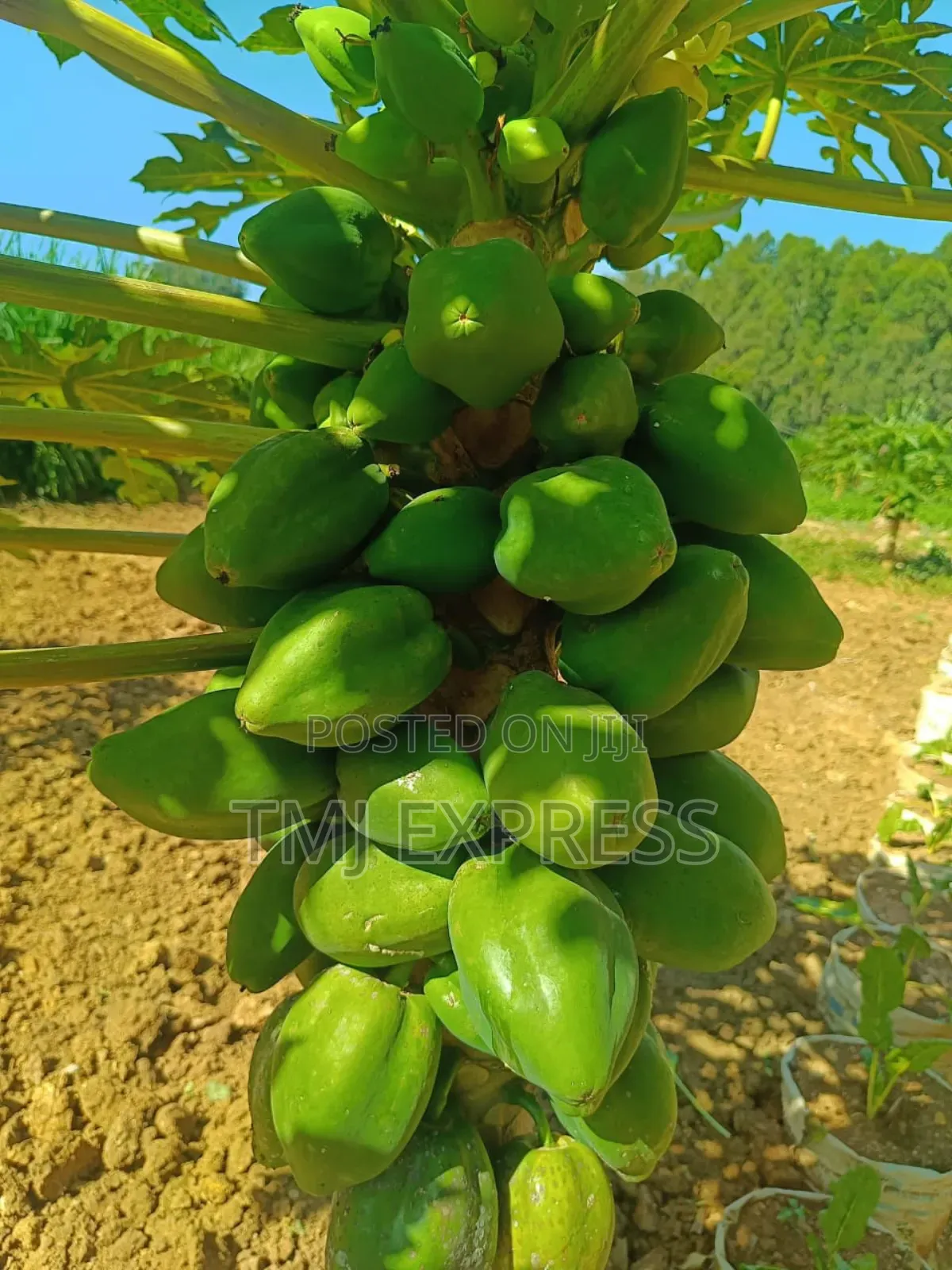 Dwarf Pawpaw Seedlings
