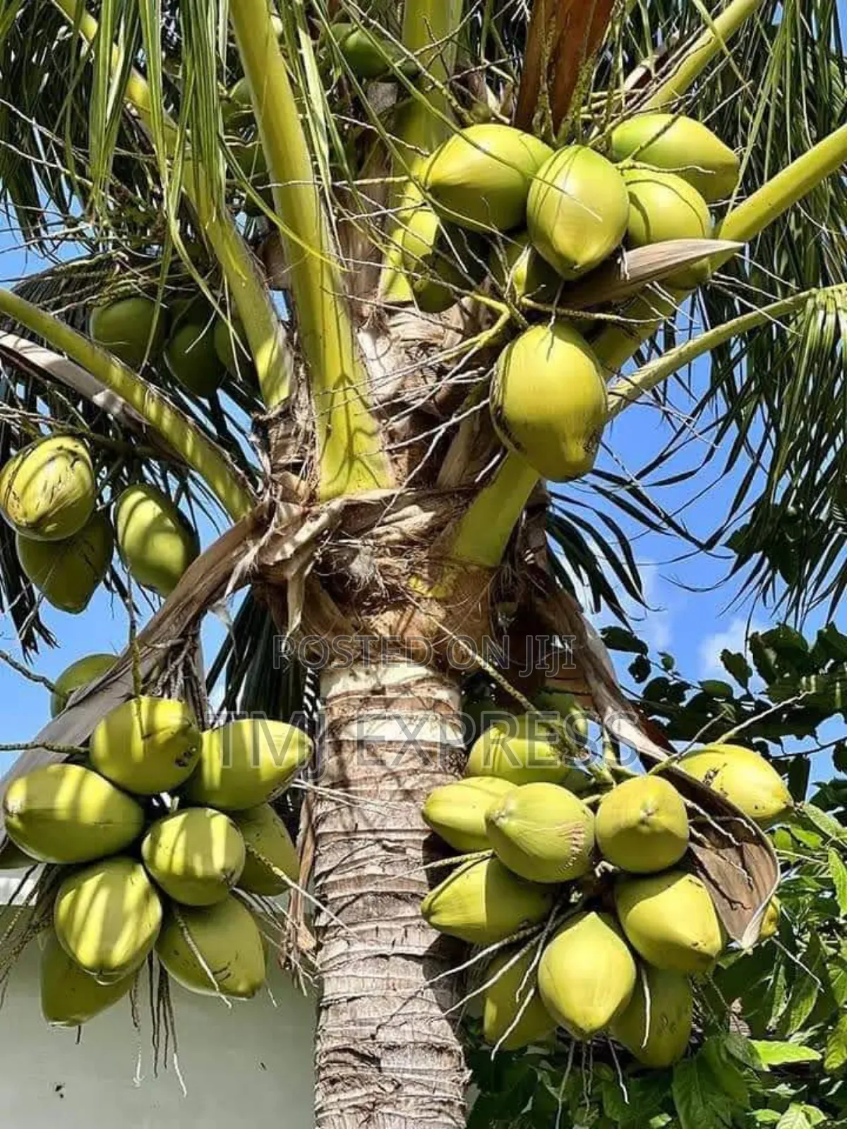 Coconut Fruit Seedlings
