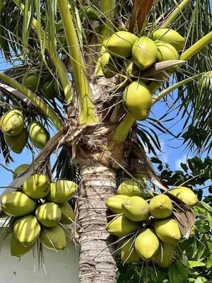 Coconut Fruit Seedlings