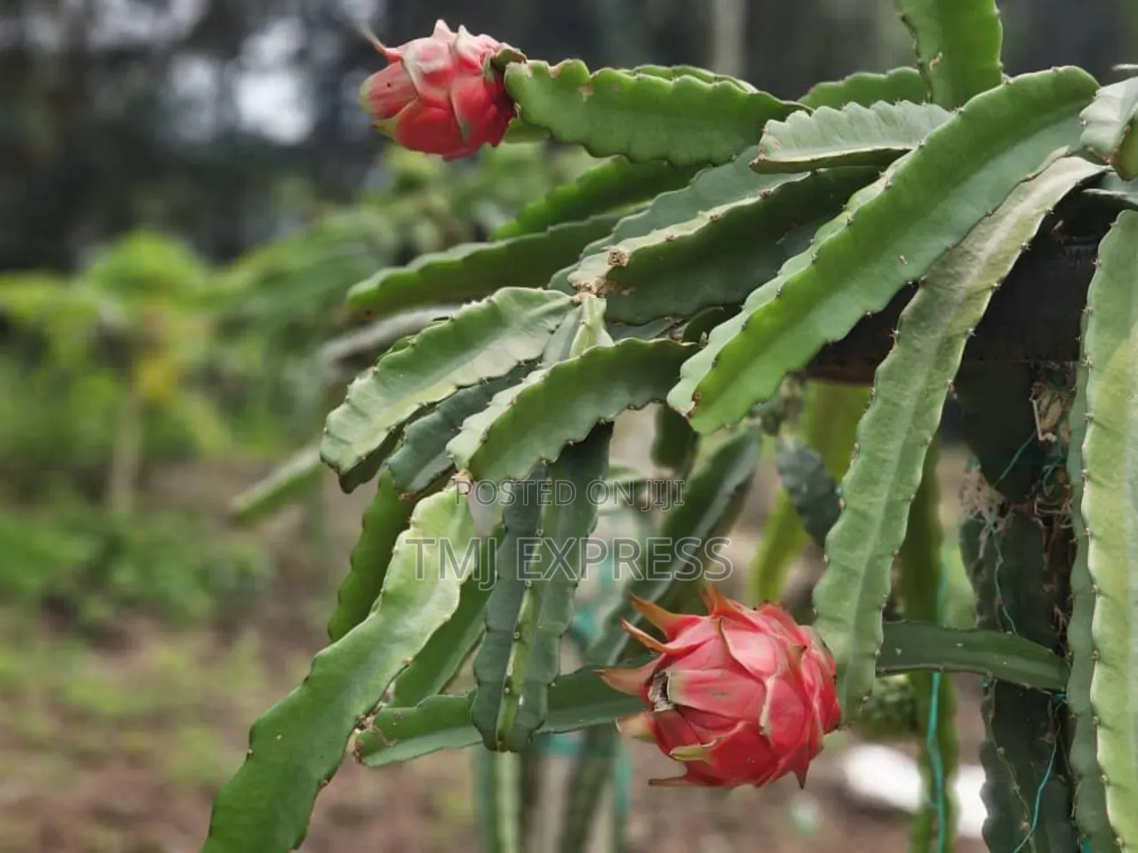 Dragon Fruit Seedlings