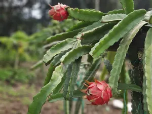 Dragon Fruit Seedlings