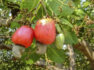 Cashew Nut Seedlings