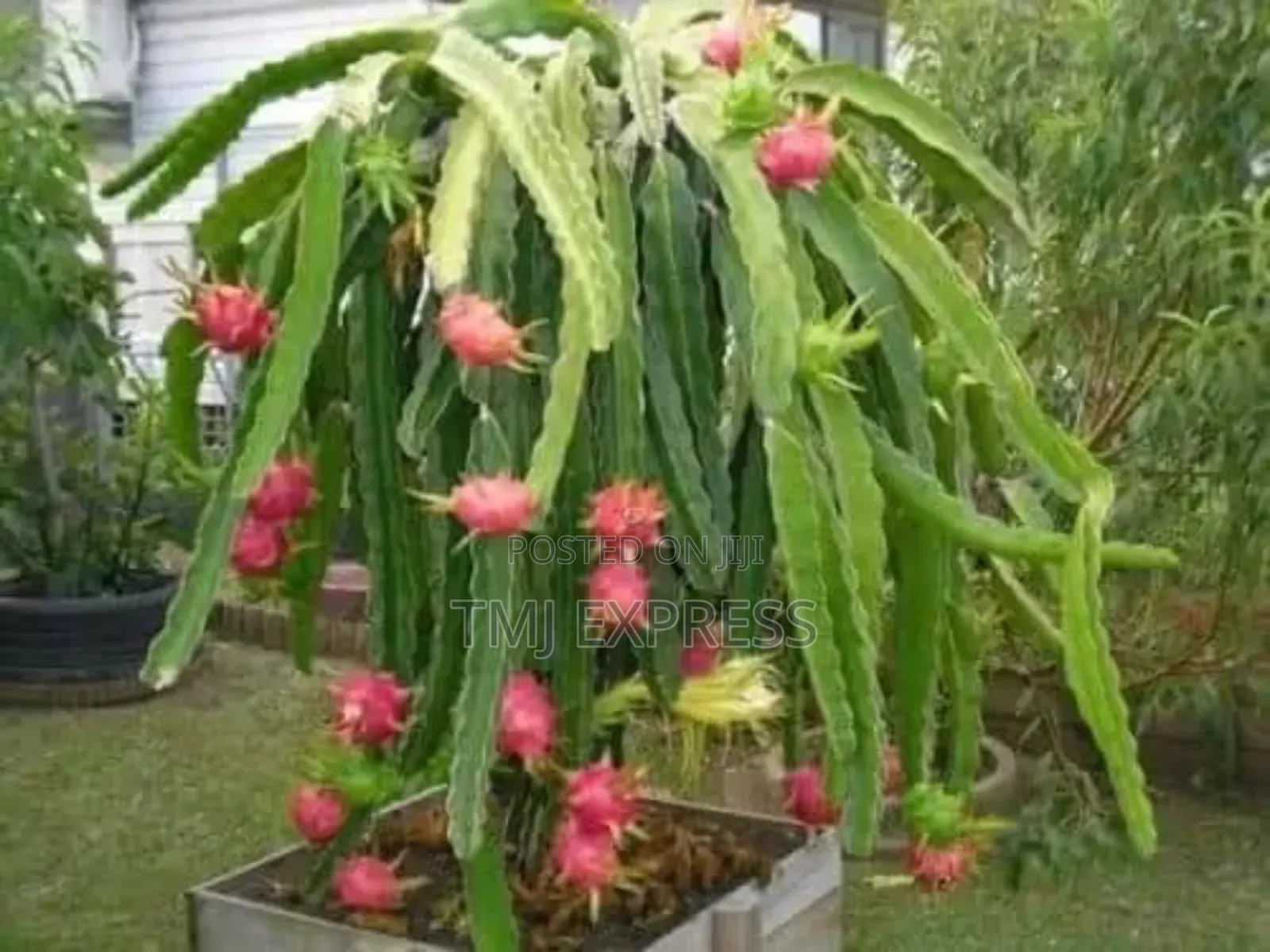 Dragon Fruit Seedlings