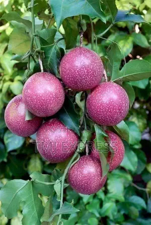 Local Passion Fruits Seedlings