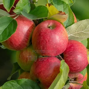 Anna Apple Seedlings