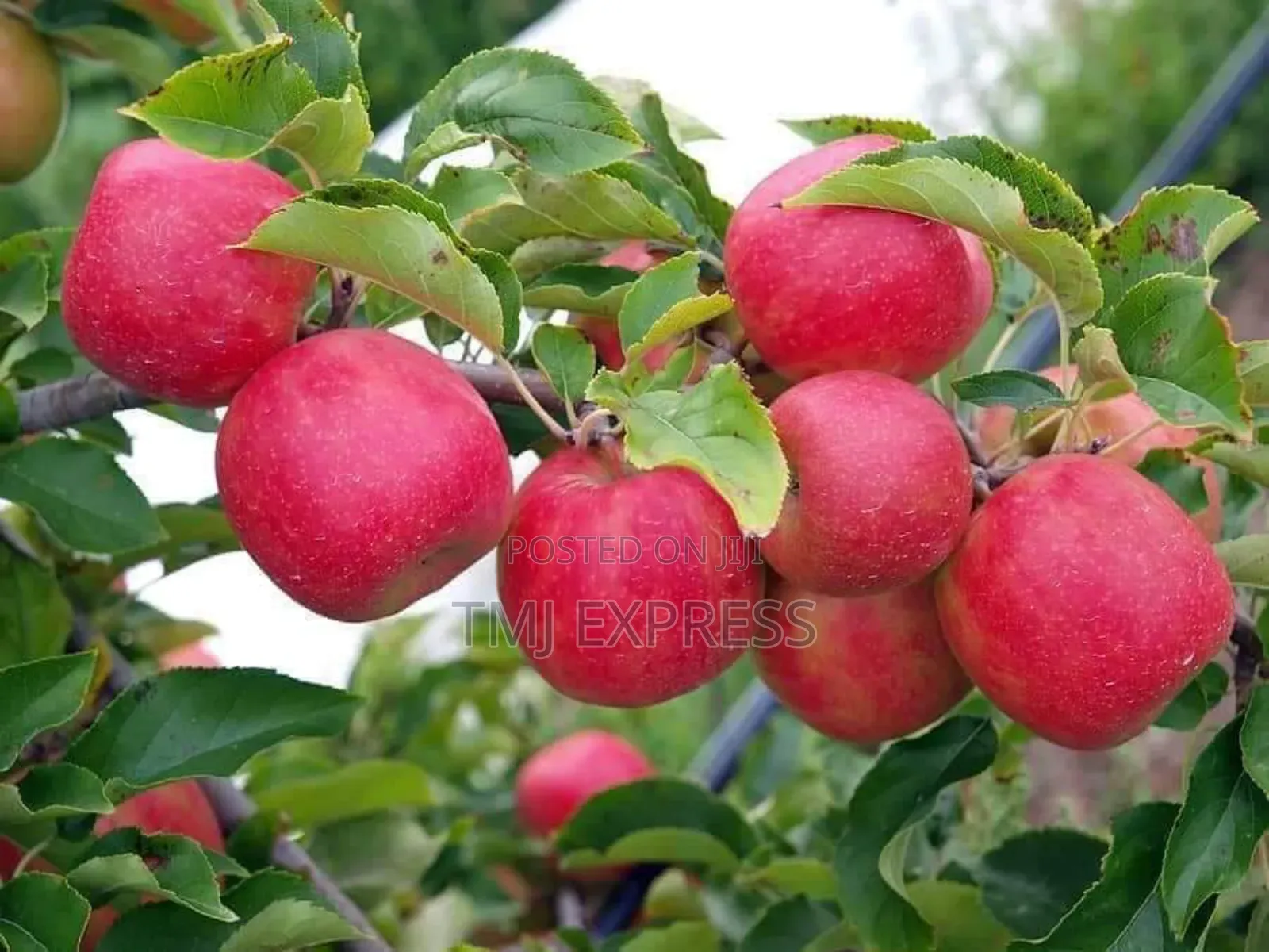 Anna Apple Seedlings