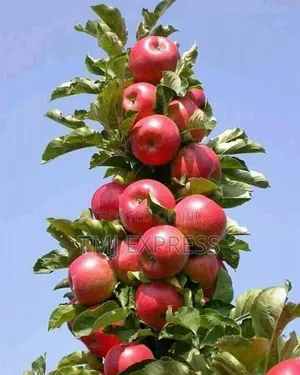 Anna Apple Seedlings