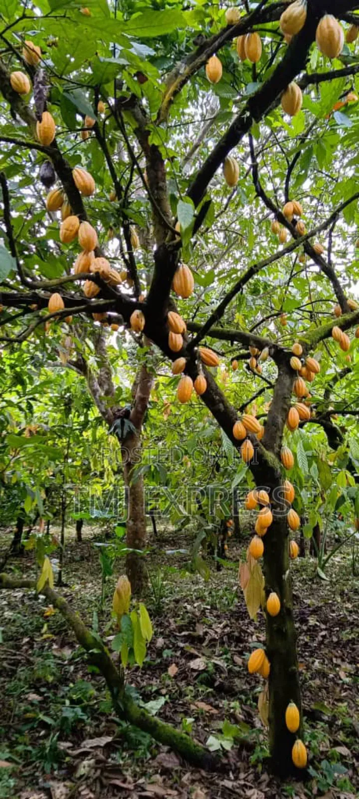 Cocoa Tree Seedlings