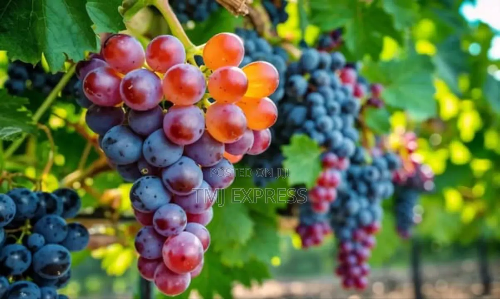 Grapes Seedlings