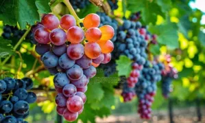 Grapes Seedlings