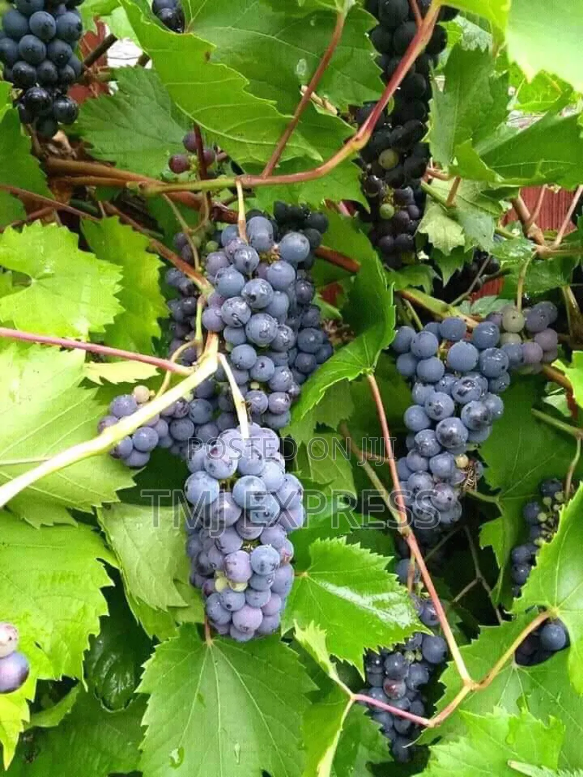 Grapes Seedlings