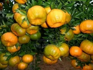 Tangerine Seedlings