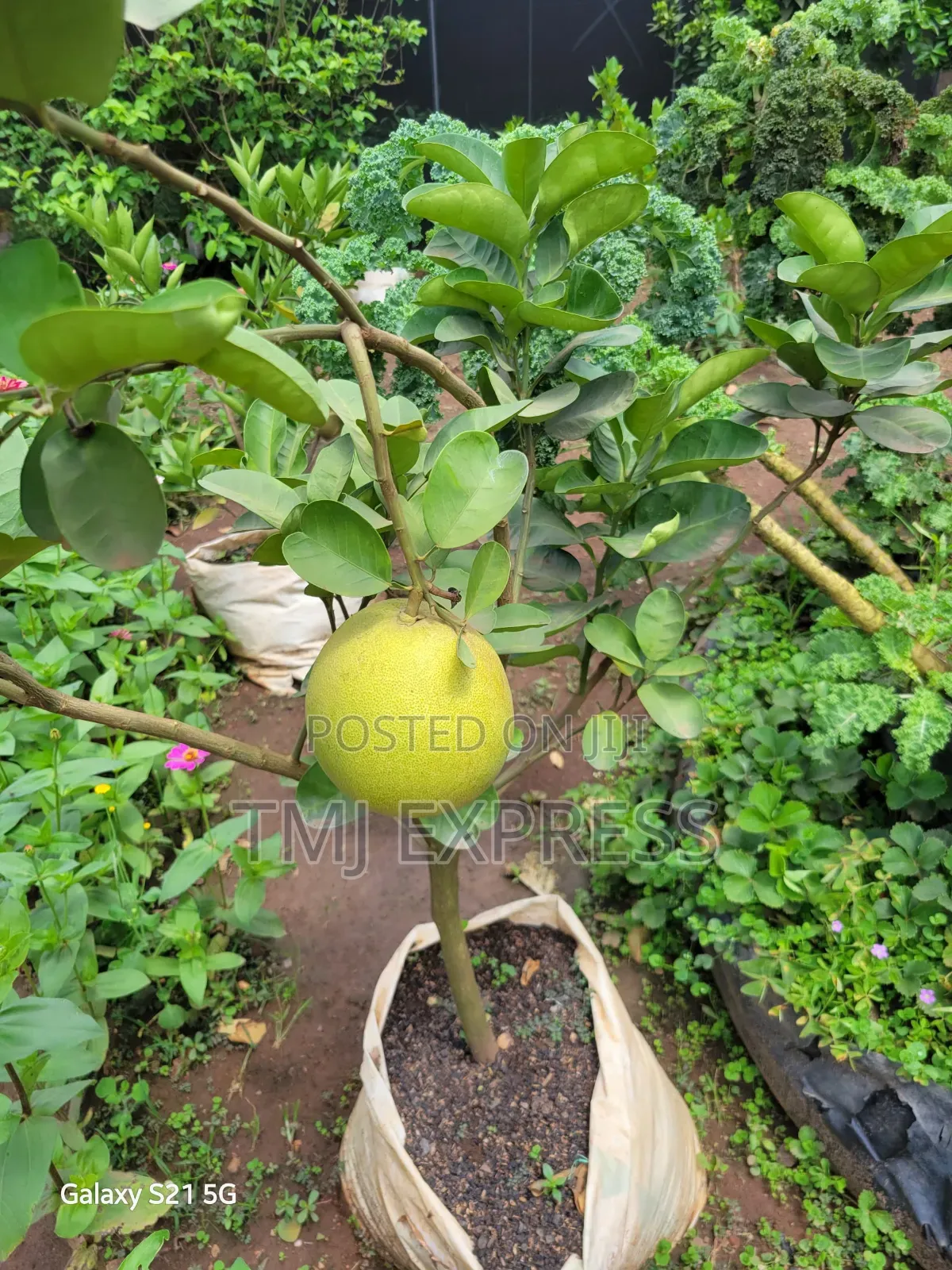 Pink Pomelo Seedlings