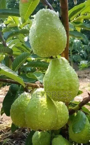 Dwarf Guava Fruit Seedlings