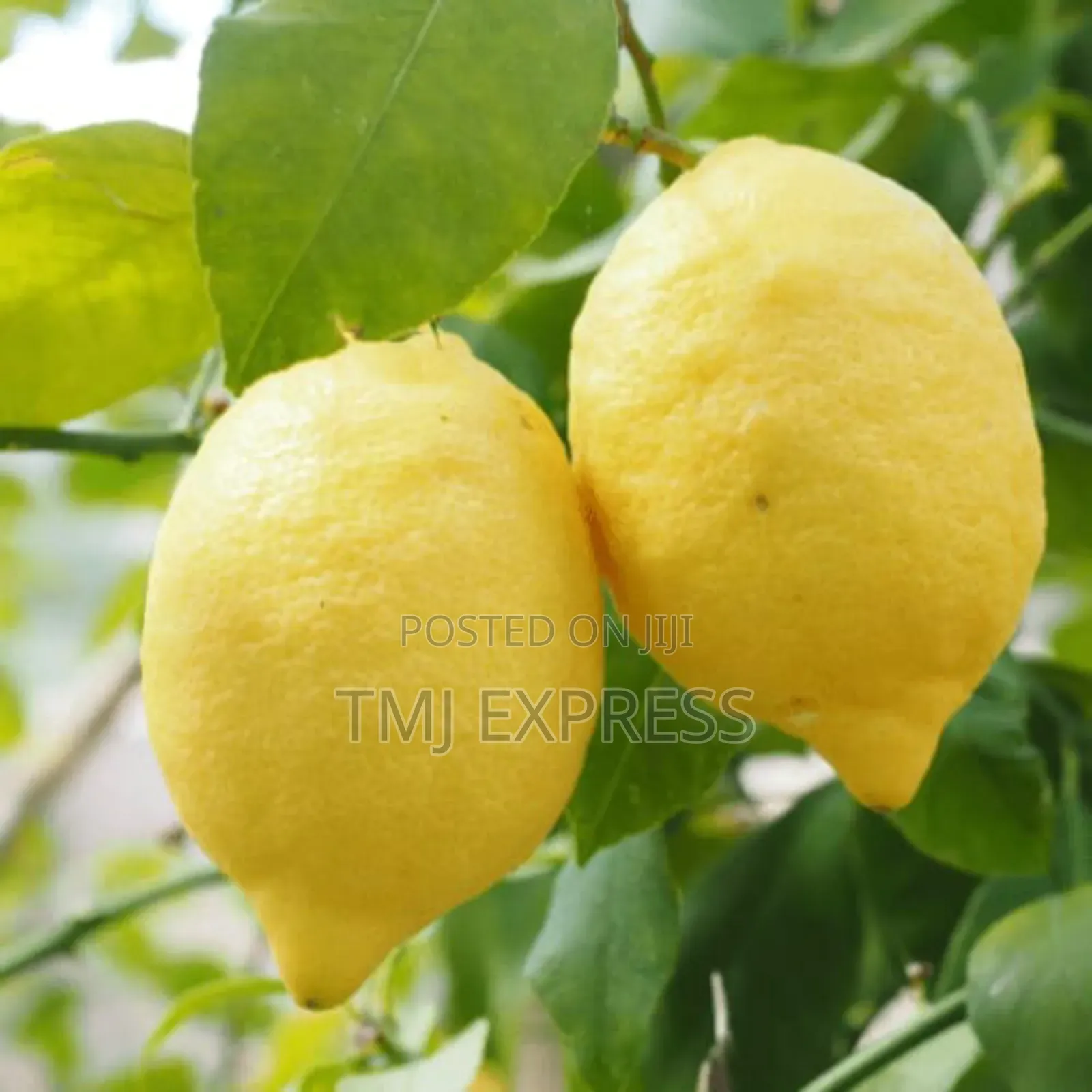 Eureka Lemon Seedlings
