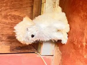 1-3 months Male Purebred Maltese