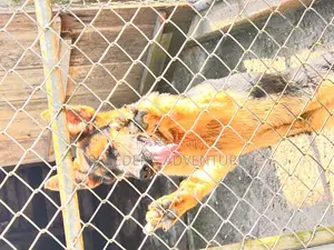3-6 months Male Purebred German Shepherd