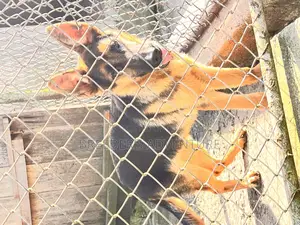 3-6 months Male Purebred German Shepherd